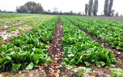 Innovazione e sostenibilità in campo: le buone pratiche dell’Azienda Agricola IRIS