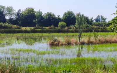 Agricoltura conservativa e aziende virtuose: l’esperienza di “Una Garlanda”